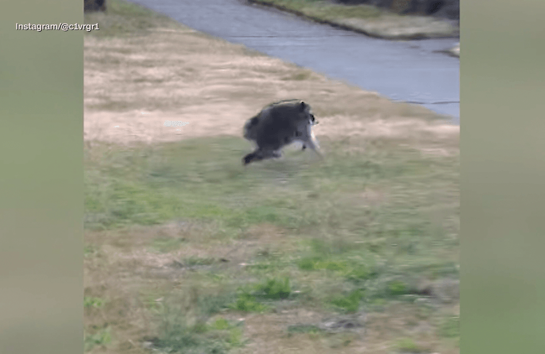 Jimothy, a Seattle raccoon, is inspiring fan accounts and memes
