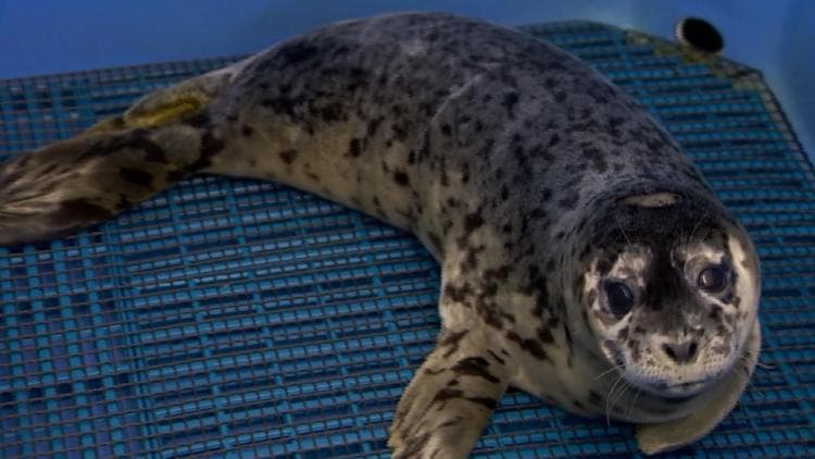 Death of harbor seal 'Waffles' fuels debate as Congress considers expanding seal, sea lion killings