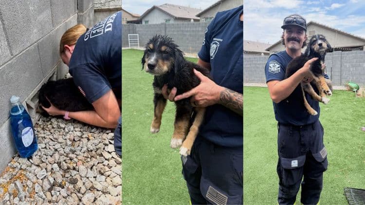 Dolly the puppy got her head stuck in the fence. Then Surprise Fire came to the rescue.