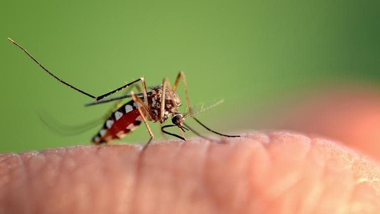 West Nile virus detected in Mecklenburg County mosquitoes